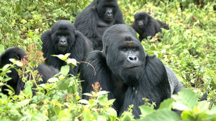 Best 5 gorilla safaris for you to book in 2021 | Focus