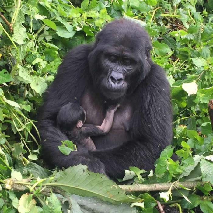 Planning a Gorilla Safari; important things to know | Focus