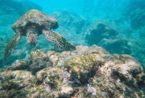 Aloha Friday Photo: Turtle at Po'olenalena Beach