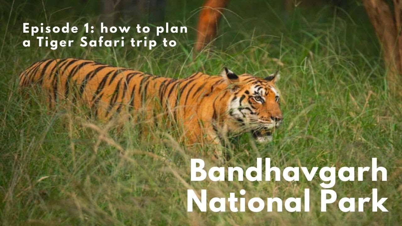 Complete Travel Guide - Bandhavgarh National Park Tiger Safari, Madhya Pradesh, India