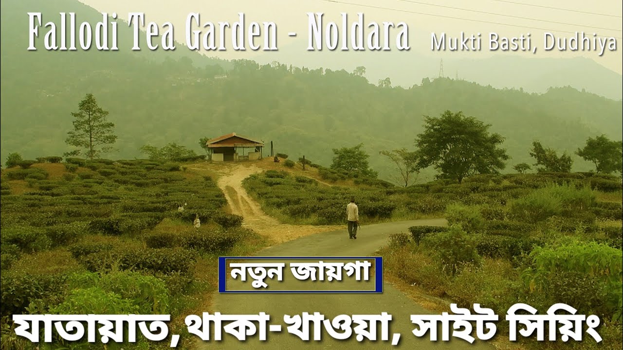 Fallodi Tea Garden ~ Noldara, Mirik ↑ Travel Guide 76 with Santanu Ganguly