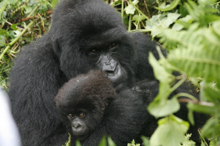 Gorilla Trekking in Rwanda: Things You Should Know | Focus