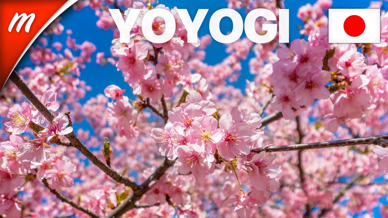Early Blooming Sakura Trees in Yoyogi Park - TOKYO TRAVEL GUIDE