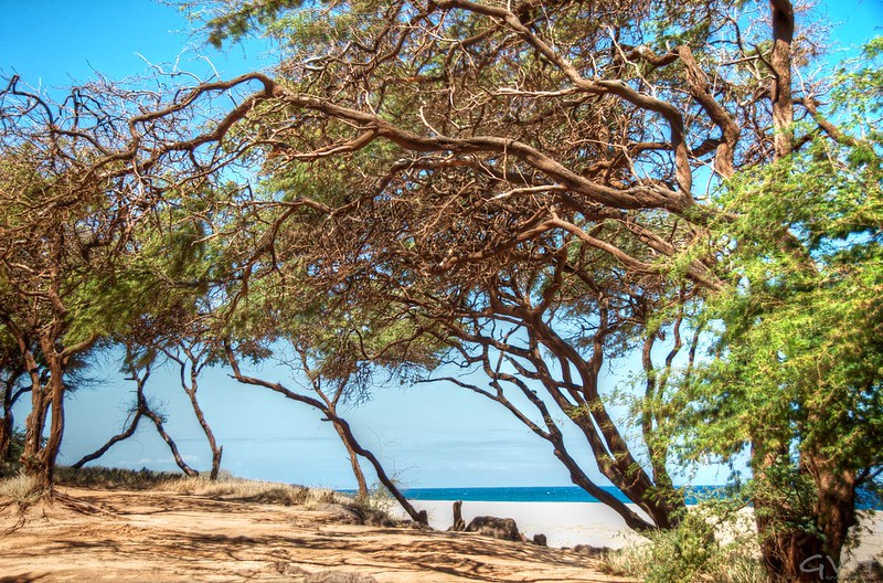 Take me there Tuesday: Pristine Polihua Beach, Lana'i