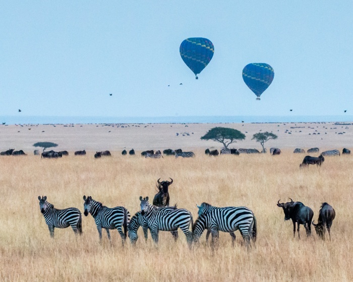 Kenya wildlife safari guide - The top 5 destinations to game drives | Focus