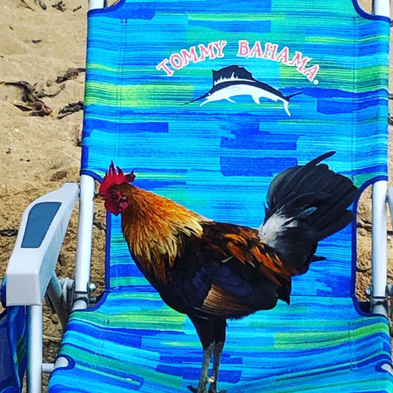 Aloha Friday Photo: Quite possibly the "most Kauai" photo ever