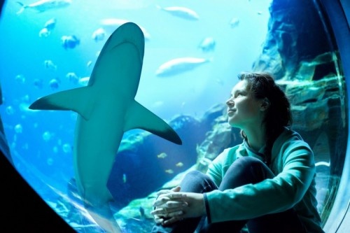 Atlantis, Dubai prepares for Shark Week | News