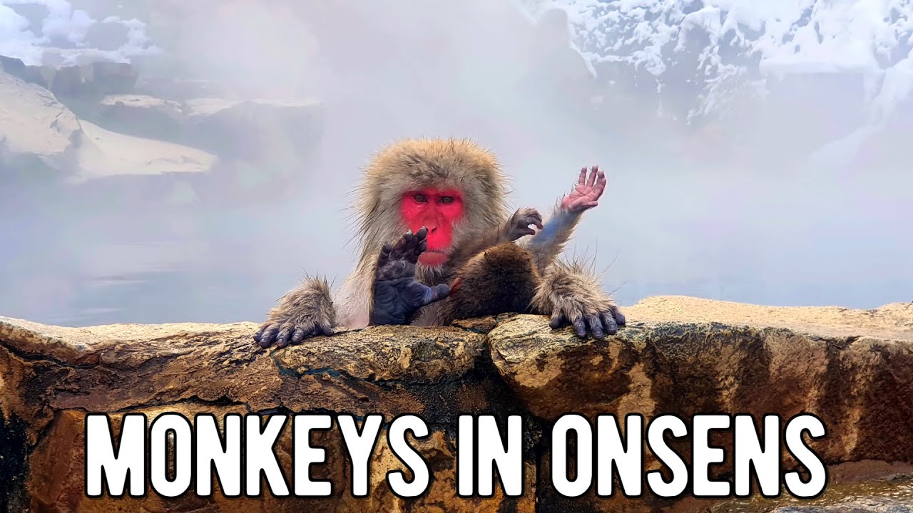 Onsen Loving Snow Monkeys of Jigokudani | Nagano Travel Guide | Budget DIY Day Trip