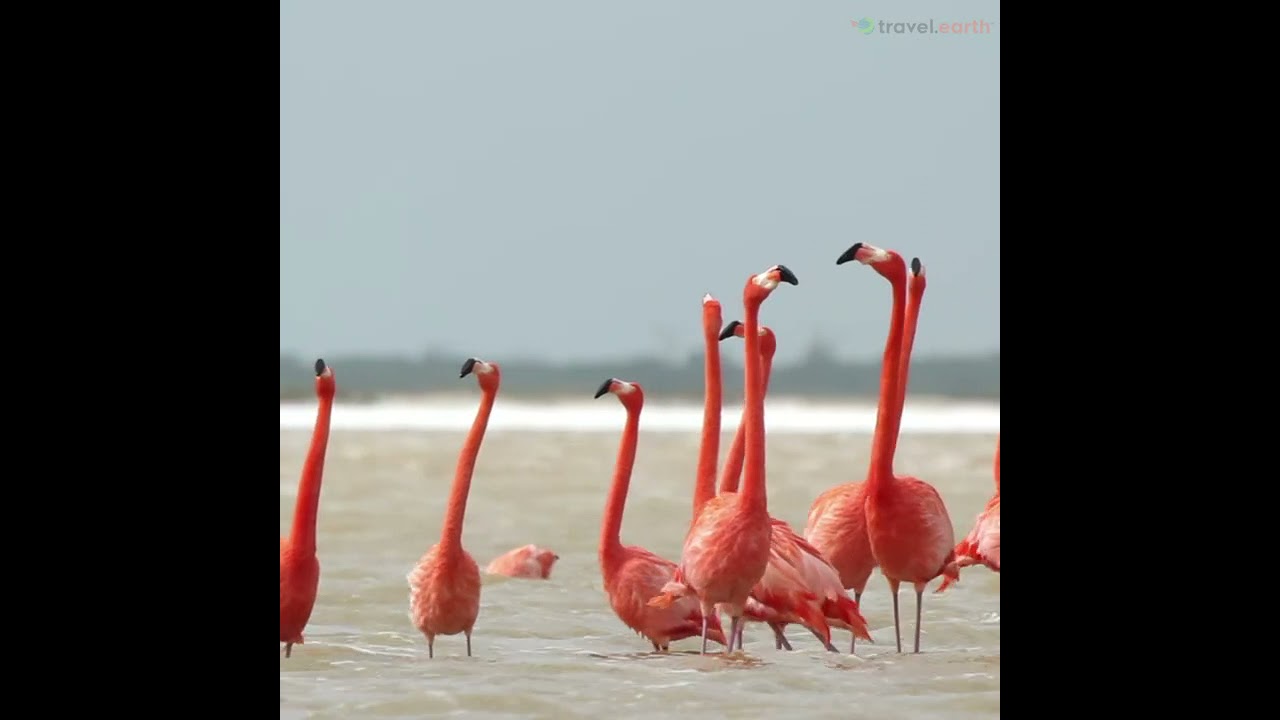 Your Travel Guide To Aruba's Flamingo Beach #SHORT