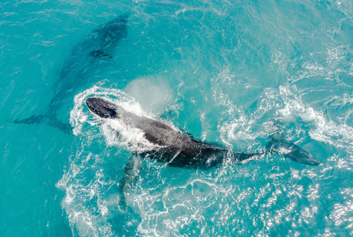 Guide to Whale Watching in Hawaii