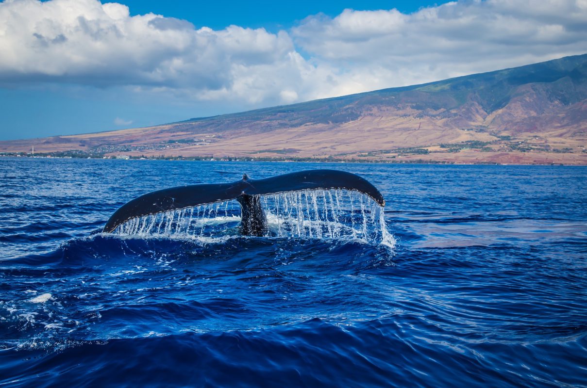 Hawaii's humpback whales return