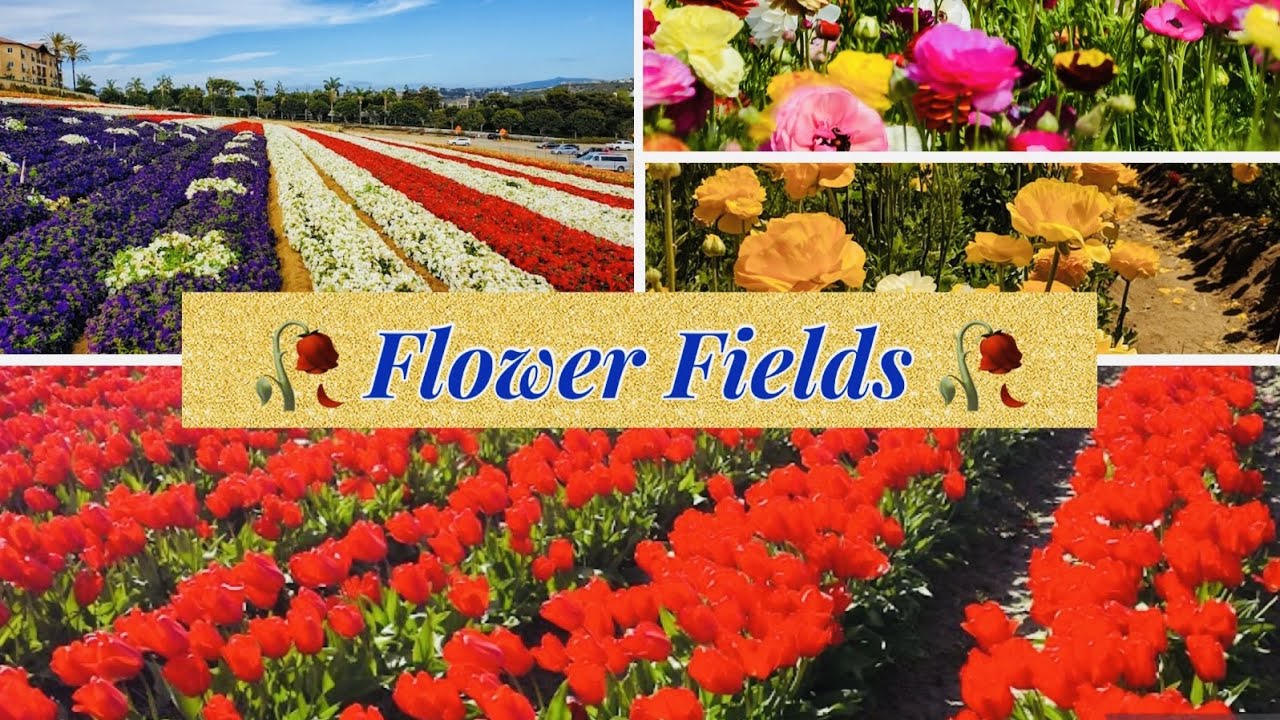 The Flower Fields Tour || USA Travel Guide || Colorful Flower Garden
