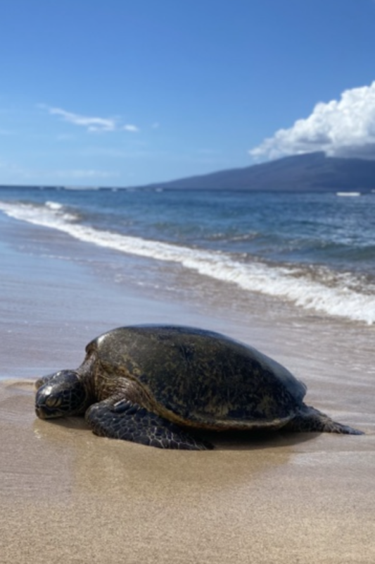 Aloha Friday Photos: Magical Baby Beach