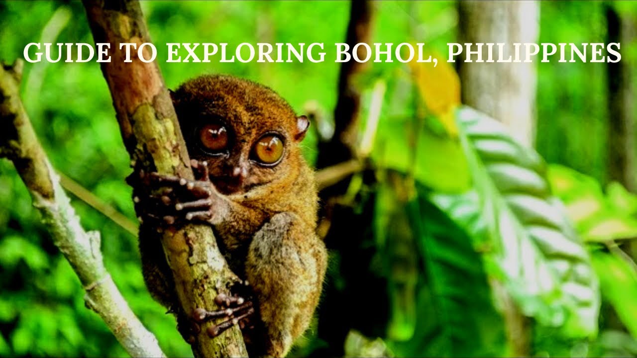 Travel Guide to Visiting Bohol Philippines, Explore Chocolate Hills, Tarsiers & more 1/2 videos