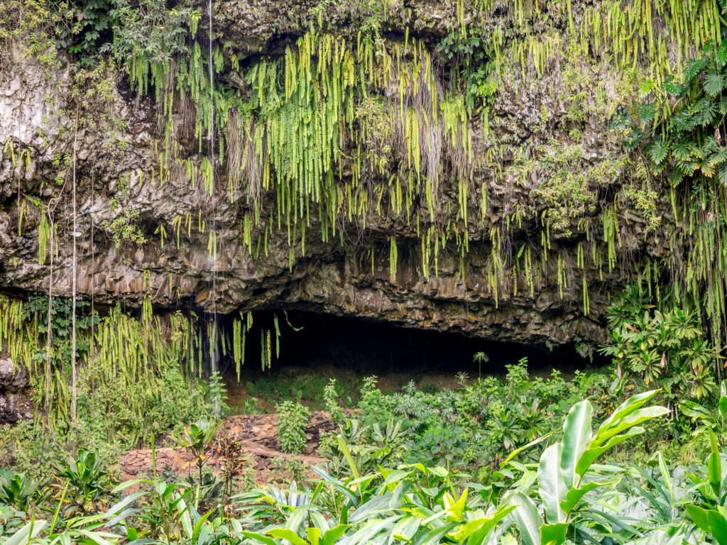Check Out This Magical Fern Grotto on Kauai