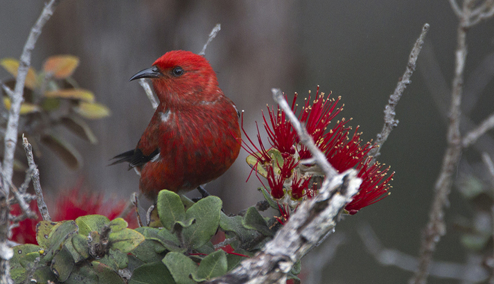 Birding in Hawaii: a birdwatcher's primer