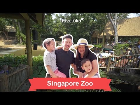 Singapore Zoo Tour | Travel Guide