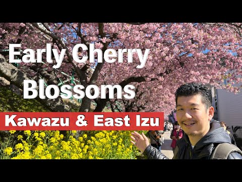Travel Guide to Kawazu 🌸 Cherry Blossom and East Izu Peninsula.