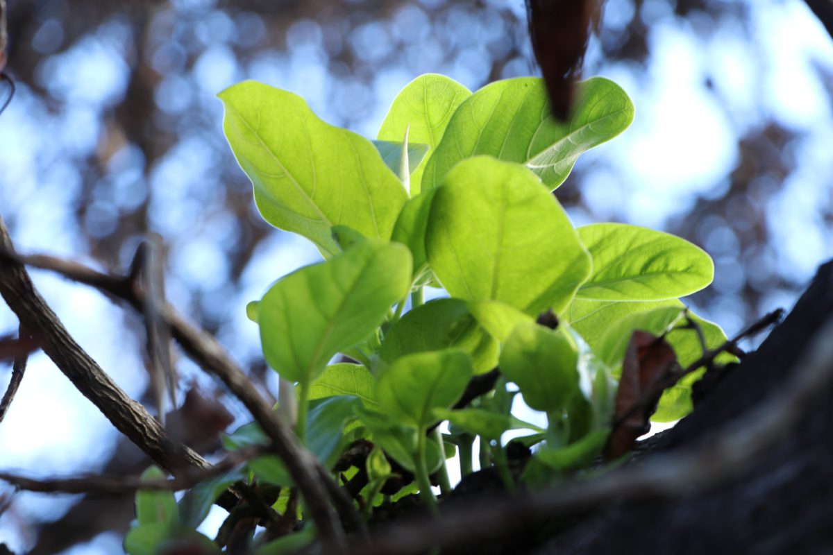 Hawaii News: Lahaina Banyan Tree Showing Signs of Life + Volcano Eruption Stops