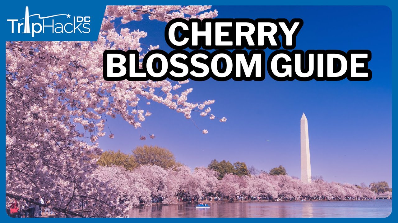 Washington DC Cherry Blossom Guide for Visitors 🌸