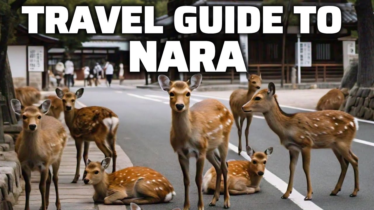 Japanese Level Over 9000: Your Next Travel Guide To Nara, Japan