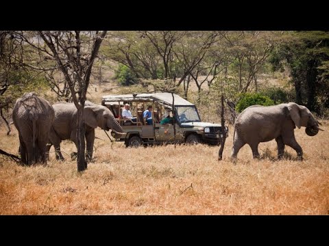 Safari in Kenya: A Travel Guide to Exploring the Wildlife