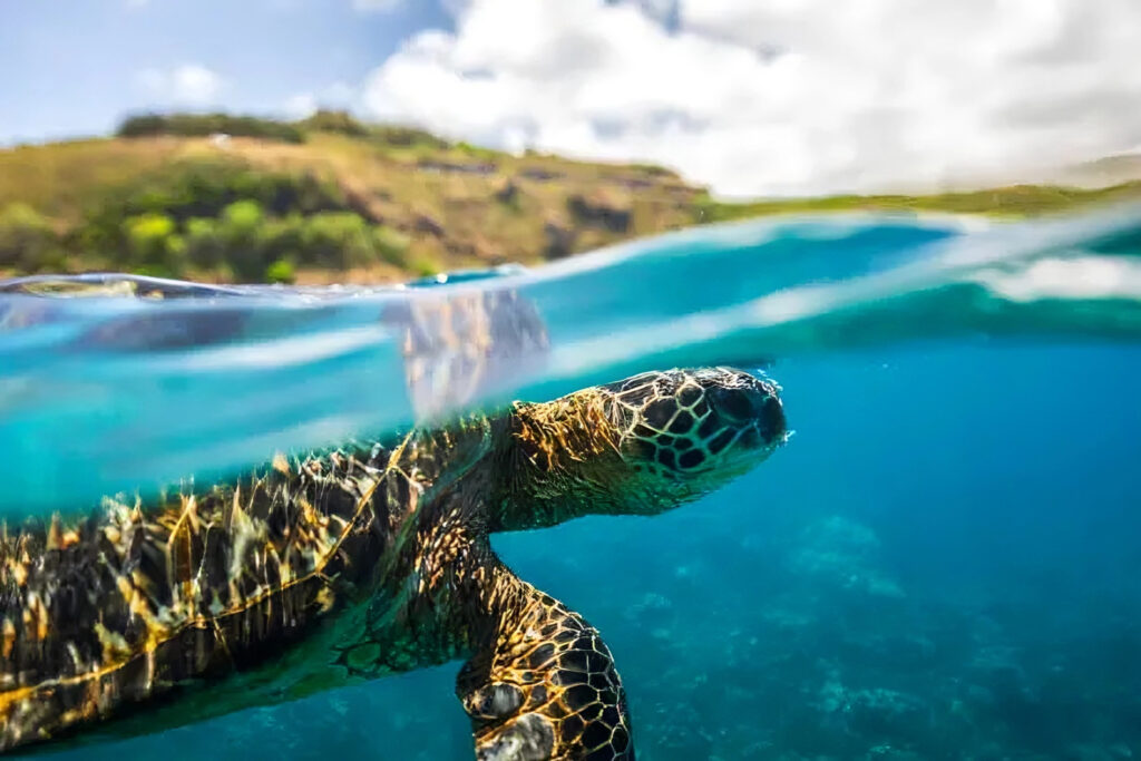 marine_life_in_hawaii