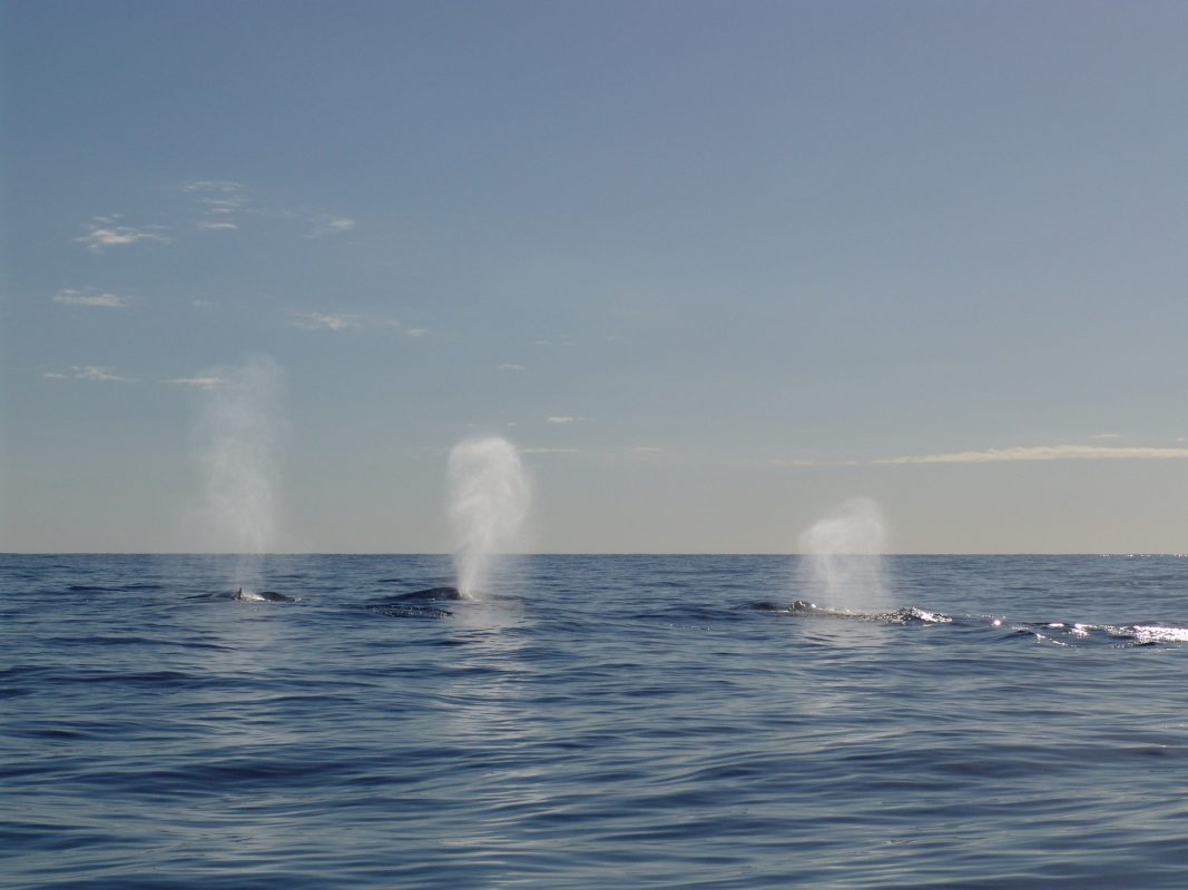 Spotting humpback whales