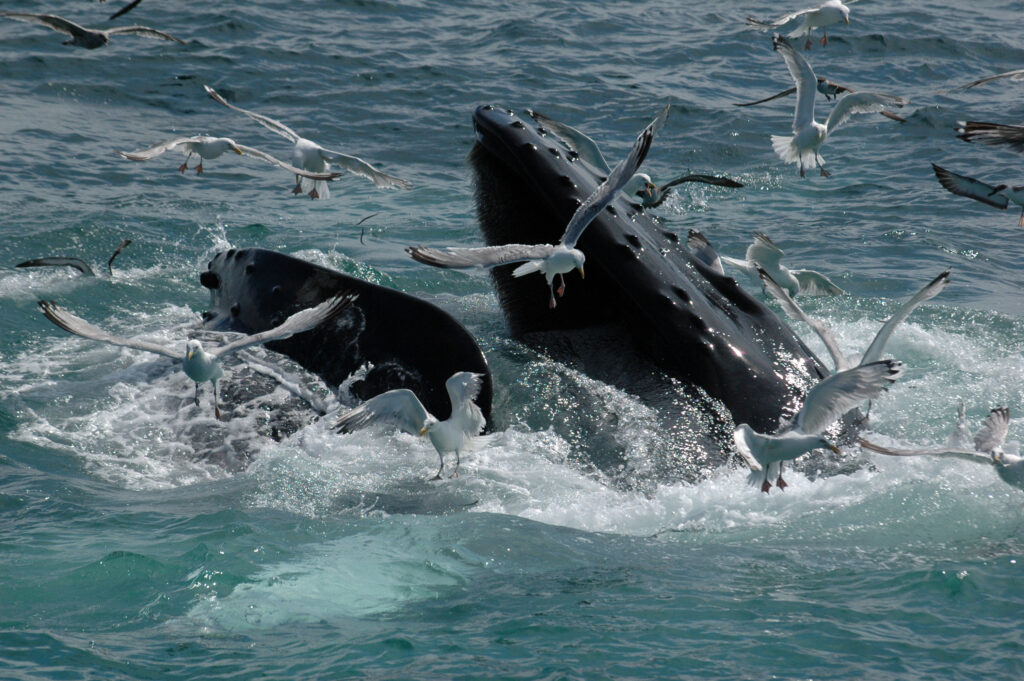 whale watching haleiwa