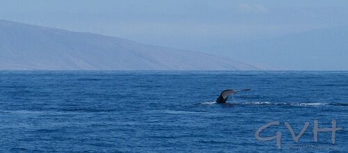 The first humpback whale sighting of the new season