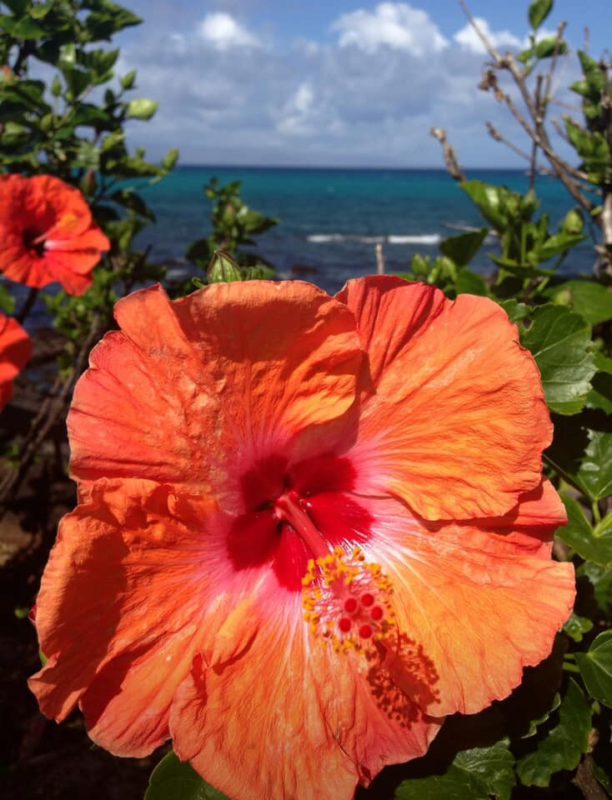 Aloha Friday Photo: Hibiscus in paradise